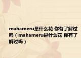 mahameru是什么花 你有了解过吗（mahameru是什么花 你有了解过吗）