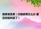 猪尿液发黄（仔猪尿黄怎么办 看完你就知道了）
