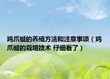 鸡爪槭的养殖方法和注意事项（鸡爪槭的栽培技术 仔细看了）
