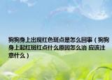 狗狗身上出现红色斑点是怎么回事（狗狗身上起红斑红点什么原因怎么治 应该注意什么）
