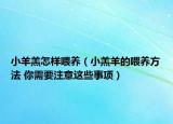 小羊羔怎样喂养（小羔羊的喂养方法 你需要注意这些事项）