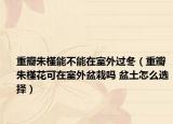 重瓣朱槿能不能在室外过冬（重瓣朱槿花可在室外盆栽吗 盆土怎么选择）