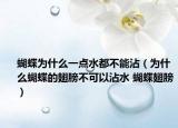 蝴蝶为什么一点水都不能沾（为什么蝴蝶的翅膀不可以沾水 蝴蝶翅膀）