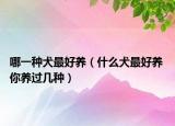 哪一种犬最好养（什么犬最好养 你养过几种）