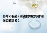 蒌叶和假蒌（假蒌的功效与作用 假蒌的别名）