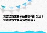 加吉鱼野生和养殖的都有什么鱼（加吉鱼野生和养殖的都有）