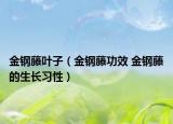 金钢藤叶子（金钢藤功效 金钢藤的生长习性）