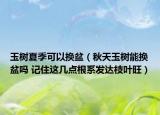 玉树夏季可以换盆（秋天玉树能换盆吗 记住这几点根系发达枝叶旺）