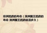 非洲鹦鹉的寿命（澳洲国王鹦鹉的寿命 澳洲国王鹦鹉能活多久）
