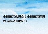 小鹅苗怎么喂食（小鹅苗怎样喂养 这样才能养好）