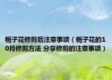 栀子花修剪后注意事项（栀子花的10月修剪方法 分享修剪的注意事项）