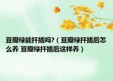 豆瓣绿能扦插吗?（豆瓣绿扦插后怎么养 豆瓣绿扦插后这样养）