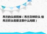 吊兰的头部剪掉（吊兰怎样砍头 给吊兰砍头需要注意什么问题）