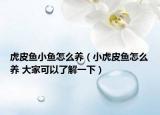 虎皮鱼小鱼怎么养（小虎皮鱼怎么养 大家可以了解一下）