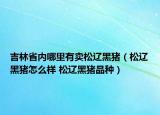 吉林省内哪里有卖松辽黑猪（松辽黑猪怎么样 松辽黑猪品种）