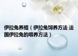 伊拉兔养殖（伊拉兔饲养方法 法国伊拉兔的喂养方法）