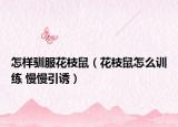 怎样驯服花枝鼠（花枝鼠怎么训练 慢慢引诱）