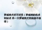 罗威纳犬好不好养（罗威纳的优点和缺点 养一只罗威纳犬到底值不值得）