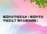 桂花叶尖干枯怎么办（桂花叶子尖干枯怎么了 有什么解决措施）