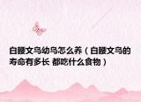 白腰文鸟幼鸟怎么养（白腰文鸟的寿命有多长 都吃什么食物）