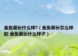 金鱼草长什么样?（金鱼草长怎么样的 金鱼草长什么样子）