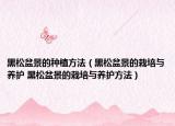 黑松盆景的种植方法（黑松盆景的栽培与养护 黑松盆景的栽培与养护方法）