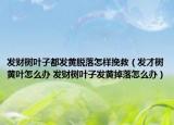 发财树叶子都发黄脱落怎样挽救（发才树黄叶怎么办 发财树叶子发黄掉落怎么办）