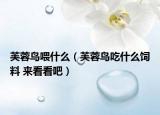 芙蓉鸟喂什么（芙蓉鸟吃什么饲料 来看看吧）