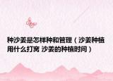 种沙姜是怎样种和管理（沙姜种植用什么打窝 沙姜的种植时间）