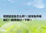 观赏鲟龙鱼怎么养?（鲟龙鱼养殖 我们一起来探讨一下吧）