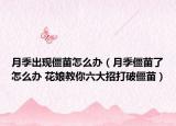 月季出现僵苗怎么办（月季僵苗了怎么办 花娘教你六大招打破僵苗）