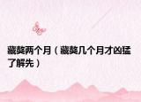 藏獒两个月（藏獒几个月才凶猛 了解先）