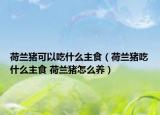 荷兰猪可以吃什么主食（荷兰猪吃什么主食 荷兰猪怎么养）