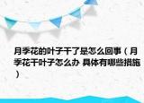 月季花的叶子干了是怎么回事（月季花干叶子怎么办 具体有哪些措施）