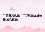 兰花苗怎么栽（兰花移栽详细步骤 怎么移栽）