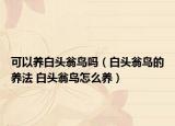可以养白头翁鸟吗（白头翁鸟的养法 白头翁鸟怎么养）
