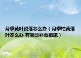 月季黄叶脱落怎么办（月季枯黄落叶怎么办 有哪些补救措施）
