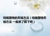 玛格丽特的养殖方法（玛格丽特养殖方法 一起来了解下吧）
