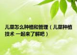 儿菜怎么种植和管理（儿菜种植技术 一起来了解吧）