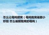怎么让母鸡醒窝（母鸡抱窝催醒小妙招 怎么催醒抱窝的母鸡）