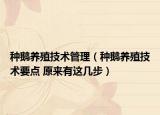 种鹅养殖技术管理（种鹅养殖技术要点 原来有这几步）