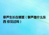 藜芦生长在哪里（黎芦是什么东西 你见过吗）