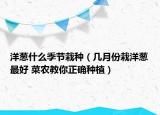 洋葱什么季节栽种（几月份栽洋葱最好 菜农教你正确种植）