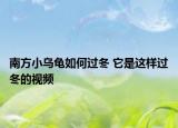南方小乌龟如何过冬 它是这样过冬的视频