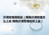 沙漠玫瑰用啥盆（网购沙漠玫瑰怎么上盆 网购沙漠玫瑰如何上盆）