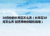 10月份的长寿花怎么养（长寿花10月怎么养 园艺师教你轻松栽培）