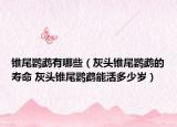 锥尾鹦鹉有哪些（灰头锥尾鹦鹉的寿命 灰头锥尾鹦鹉能活多少岁）