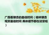 广西看银杏的最佳时间（桂林银杏观赏最佳时间 具体细节都在这里啦）