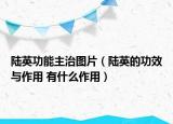 陆英功能主治图片（陆英的功效与作用 有什么作用）