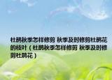 杜鹃秋季怎样修剪 秋季及时修剪杜鹃花的枝叶（杜鹃秋季怎样修剪 秋季及时修剪杜鹃花）